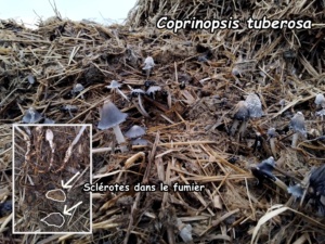 Coprinopsis tuberosa ; Coprin tubéreux ; Cranves-Sales, Borly (74) ; ©Photo Murielle Chevalier-Suscillon