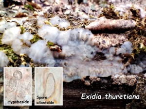 Exidia thuretiana ; Exidie thuretiana ; Cranves-Sales, Borly (74) ; ©Photo Murielle Chevalier-Suscillon