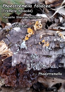 Phaeotremella foliacea ; Trémelle foliacée ; Cranves-Sales, Lossy (74) ; ©Photo Murielle Chevalier-Suscillon