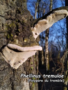 Phellinus tremulae ; Polypore du tremble, Phellin du tremble ; Vulbens (Vuache) ; ©Photo Murielle Chevalier-Suscillon