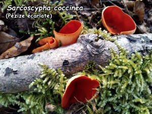 Sarcoscypha coccinea ; Pézize écarlate ; Vulbens (Vuache) ; ©Photo Murielle Chevalier-Suscillon