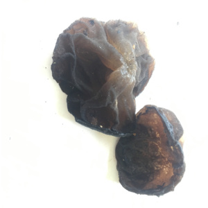 Auricularia auricula-judae ; Oreille de Judas ; Chancy (Canton de Genève, Suisse) ; ©Photo Didier Hamerel