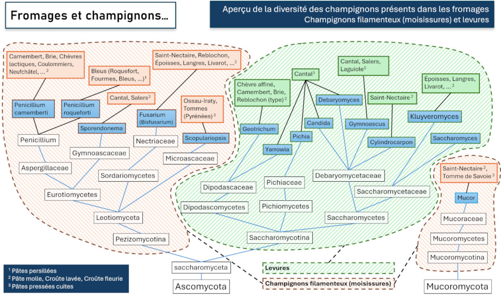 La diversité des champignons liés aux fromages