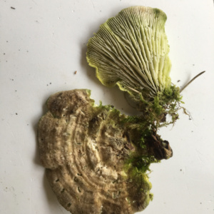 Lenzites betulinus ; Lenzite du bouleau, Tramète du bouleau ; Chancy (Canton de Genève, Suisse) ; ©Photo Didier Hamerel