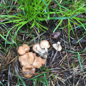 Rhizocybe vermicularis ; Clitocybe à rhizomorphes ; Chancy (Canton de Genève, Suisse) ; ©Photo Didier Hamerel