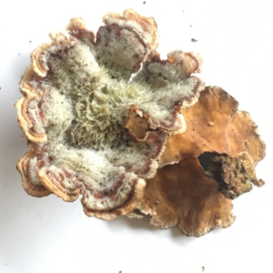Stereum hirsutum ; Stérée hirsute ; Chancy (Canton de Genève, Suisse) ; ©Photo Didier Hamerel