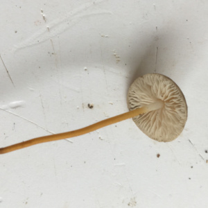 Strobilurus tenacellus ; Collybie tenace ; Chancy (Canton de Genève, Suisse) ; ©Photo Didier Hamerel