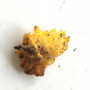 Tremella aurantia ; Trémelle orangée ; Chancy (Canton de Genève, Suisse) ; ©Photo Didier Hamerel