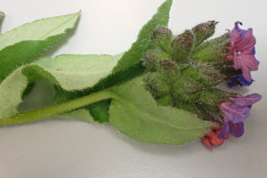 Pulmonaria obscura ; Pulmonaire obscure, Pulmonaire sombre, Herbe-de-cœur ; ©Photo Alain Benard