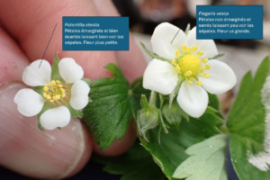 À gauche Potenttilla sterilis (Potentille faux-fraisier), à droite Fragaria vesca (Fraisier des bois) ; ©Photo Alain Benard