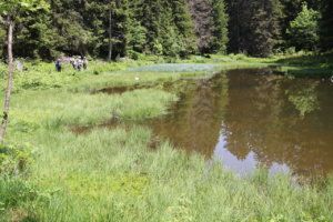 Boucle Plateau de Loex (Taninges - Verchaix), 9 juin 2025, Groupe dans zone humide