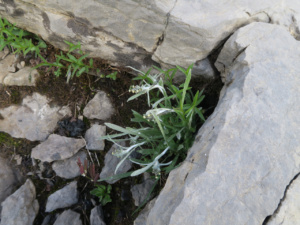Omalotheca hoppeana ; Gnaphale de Hoppe, Omalothèque de Hoppe ; Désert de Platé ; ©Photo Gérard Rivet