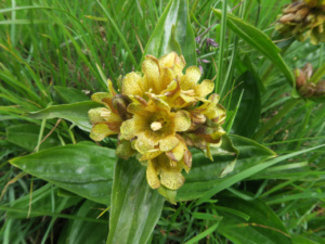 Gentiana punctata ; Gentiane ponctuée ; Désert de Platé ; ©Photo Gérard Rivet