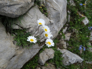 Leucanthemopsis alpina ; Marguerite des Alpes, Leucanthémopsis des Alpes, Fausse marguerite des Alpes ; Désert de Platé ; ©Photo Gérard Rivet