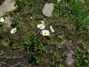 Ranunculus alpestris ; Renoncule alpestre ; Désert de Platé ; ©Photo Gérard Rivet