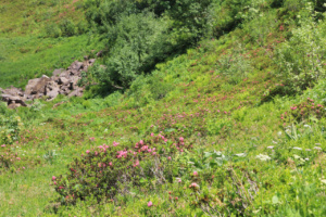 Rhododendrons ; ©Photo Charline Blanc