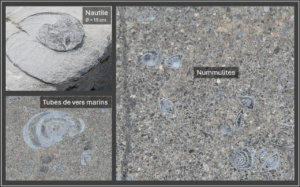 Fossiles de Nautile, Tubes de vers marins et Nummulites ; Désert de Platé ; ©photos Alain Benard