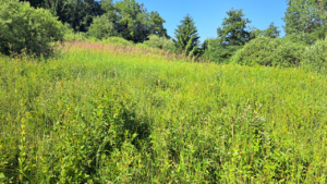 Maravant, Zone à Filipendula ulmaria (Reine des prés)
