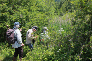 Groupe se frayant un chemin dans la Tourbière de Praubert