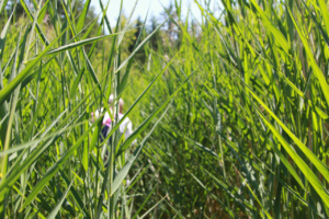 Parmi les phragmites dans la Tourbière de Praubert