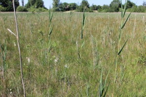 Tourbière de Praubert
