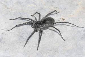 Pardosa sp. ; Une Araignée-loup ; Désert de Platé ; ©Photo Alain Benard