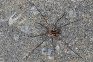 Mitopus morio ; Faucheur Morio ; Désert de Platé ; ©Photo Alain Benard