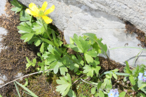 Ranunculus montanus ; Renoncule des montagnes ; Désert de Platé ; ©Photo Alain Benard