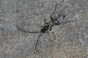 Ichneumonidae ; Guêpe parasite ; Désert de Platé ; ©Photo Alain Benard