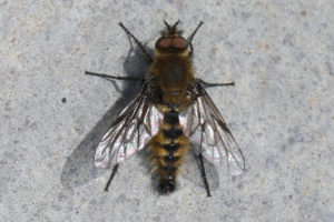 Thereva nobilitata ; Une mouche à stylet ; Désert de Platé ; ©Photo Alain Benard