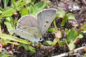Lycaena tityrus ; Cuivré fuligineux (Le), Argus myope (L'), Polyommate Xanthé (Le) ; Désert de Platé ; ©Photo Alain Benard