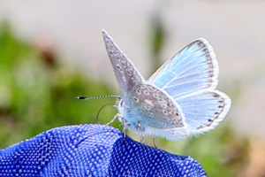 Polyommatus eros ; Azuré de l'Oxytropide (L'), Azuré d'Éros (L'), Argus bleu acier (L') ; Désert de Platé ; ©Photo Alain Benard