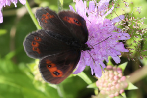 Erebia aethiops ; Moiré sylvicole (Le), Nègre à bandes fauves (Le), Grand Nègre à bandes fauves (Le), Grand Nègre (Le) ; Désert de Platé ; ©Photo Alain Benard