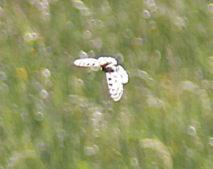 Parnassius apollo ; Apollon (L'), Parnassien apollon (Le) ; Envers des Aravis (La Clusaz - La Giettaz) ; ©Photo Charline Blanc