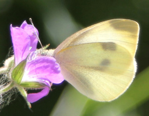 Pieris rapae ; Piéride de la Rave (La), Petit Blanc du Chou (Le), Petite Piéride du Chou (La) ; Envers des Aravis (La Clusaz - La Giettaz) ; ©Photo Charline Blanc