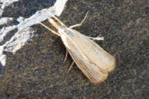 Agriphila straminella ; Crambus des pelouses ; Désert de Platé ; ©Photo Alain Benard