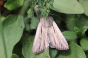 Leucania comma ; Comma blanc (Le) ; Envers des Aravis (La Clusaz - La Giettaz) ; ©Photo Charline Blanc