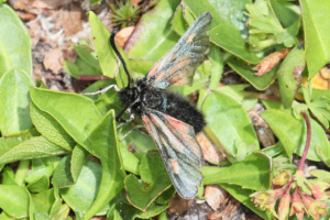 Zygaena exulans ; Zygène des sommets (La), Zygène des alpages (La) ; Désert de Platé ; ©Photo Alain Benard