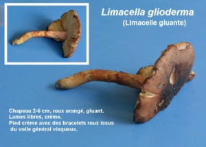 Limacella glioderma ; Limacelle gluante ; Sévrier, Biollet – Journière (74) ; ©Photo Murielle Chevalier-Suscillon