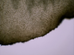 Marasmius cohaerens Cystides sur lames et poils sur arêtes brunes (photo D.Hamerel)