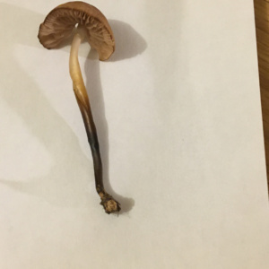 Marasmius cohaerens ; Marasme à pied corné ; Sévrier, Biollet – Journière (74) ; ©Photo Didier Hamerel