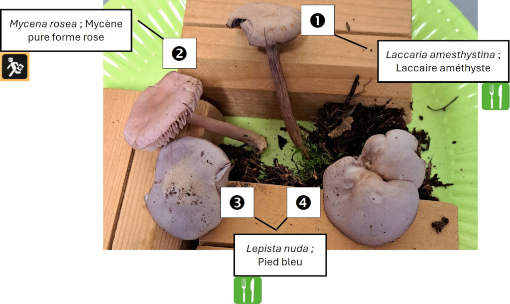 Confusions chapeaux violet-bleu-rose