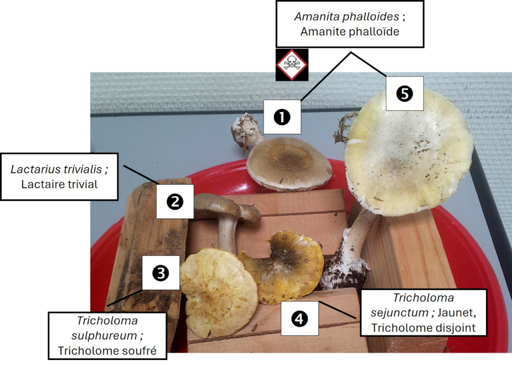 Confusions chapeaux brun-jaune-vert