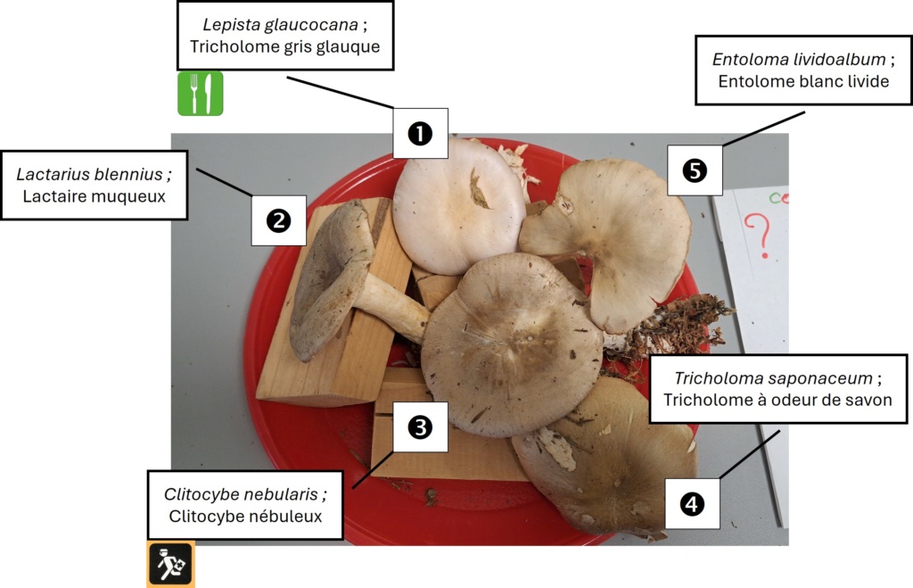 Confusions chapeaux ochracés
