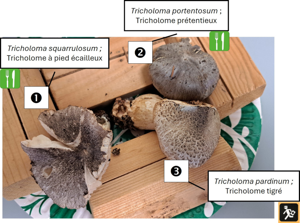 Confusions chapeaux de petits-gris