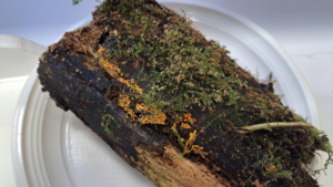 Myxomycète Hemitrichia serpula, ©Photo Alain Benard