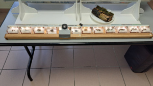 Partie Myxomycètes, installation avec loupe déplaçable, ©Photo Alain Benard