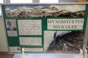 Panneau sur les myxomycètes nivicoles, ©Photo Alain Benard