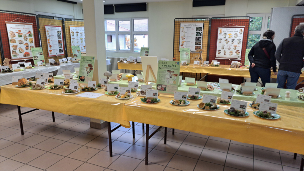 Salle d'exposition, Russules et Lactaires au premier plan, ©Photo Alain Benard