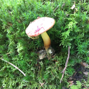 Aeroboletus gentilis ; Bolet cramoisi ; Sévrier, Biollet – Journière (74) ; ©Photo Didier Hamerel